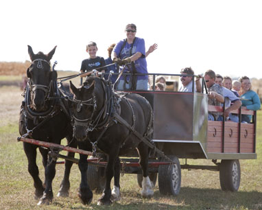 Draft horses plowing field