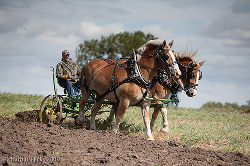 Draft horses plowing field