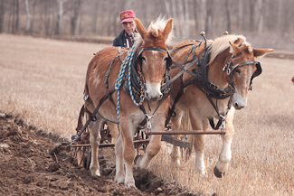 Photo link to 2009 Spring Plow Day
